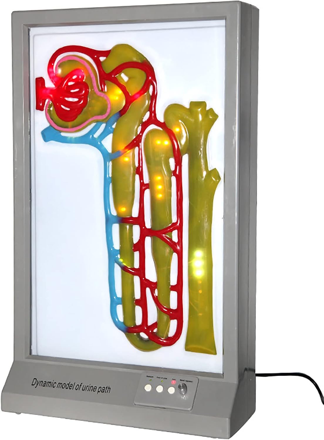 Modèles et moyens d'enseignement, 71 cm, PacuM